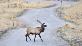 Bull elk pictured in the Valles Caldera, New Mexico.