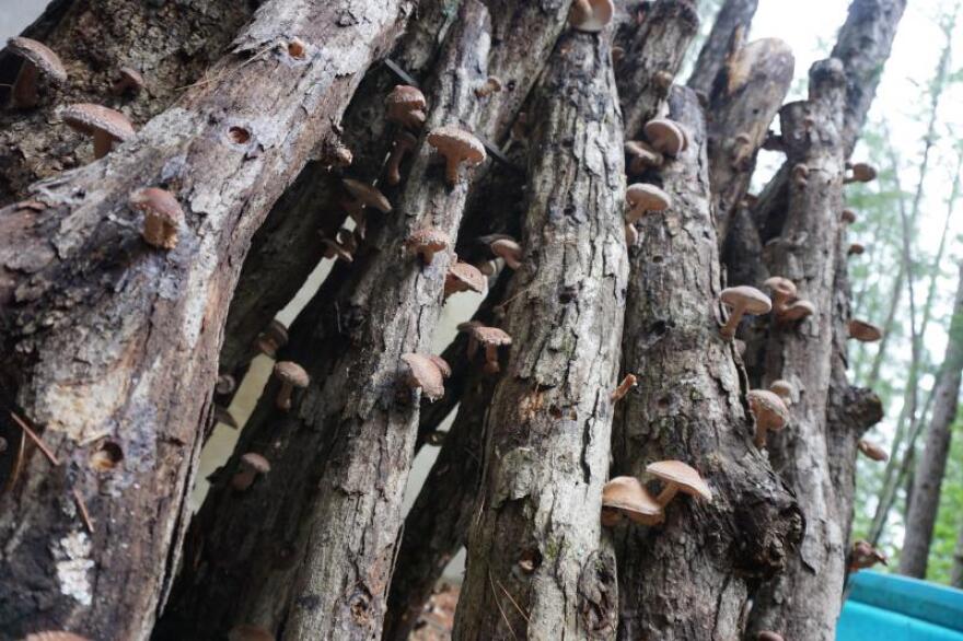 Shiitake mushrooms grow on logs stacked up under a grove of pine trees at the Ozark Forest Mushrooms farm near Salem, Missouri.