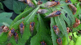 Scientists are looking to citizens to help them track cicadas. (Gene Kritsky)