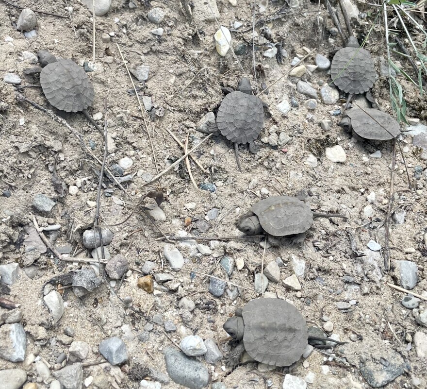 Hatchling wood turtles are being released to the river.