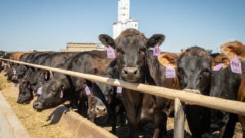 Cattle at the Five Rivers feedlot in Kersey, which can hold about a quarter-million cattle at any one time. It buys cattle from ranches across Colorado, all over the American West, and Mexico. It has contracts with local and regional farmers for feed, especially corn.
