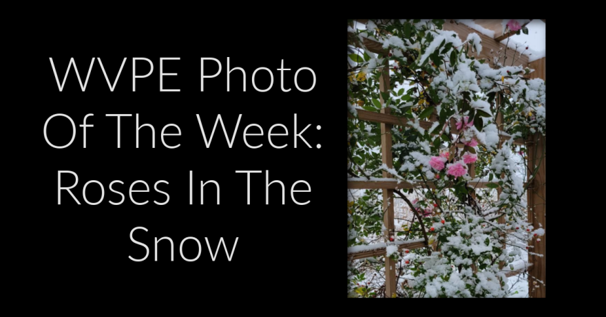 roses in the snow.png