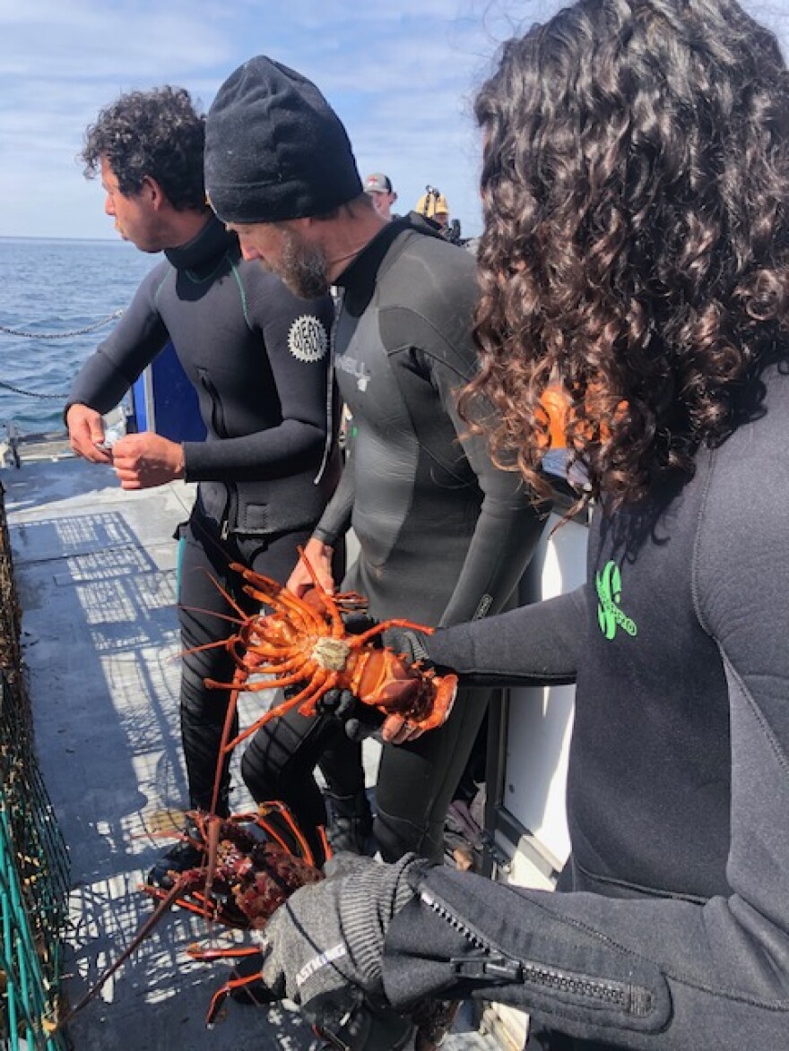 Three people in wetsuits stand on a ship's deck. One is holding two lobsters.