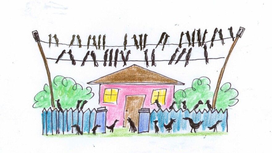 Birds in the suburbs.