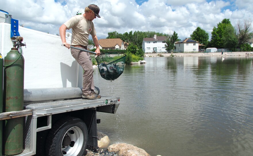 A man wearing a tan shirt nets fish from a large square white tank on the back of a truck.