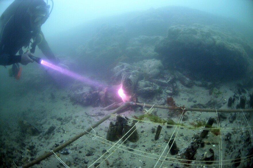 Divers recover items from Bouldnor Cliff, a submerged prehistoric settlement site off the coast of the Isle of Wight, U.K. Along with lunchtime paraphernalia, divers also found ancient DNA from cultivated wheat.