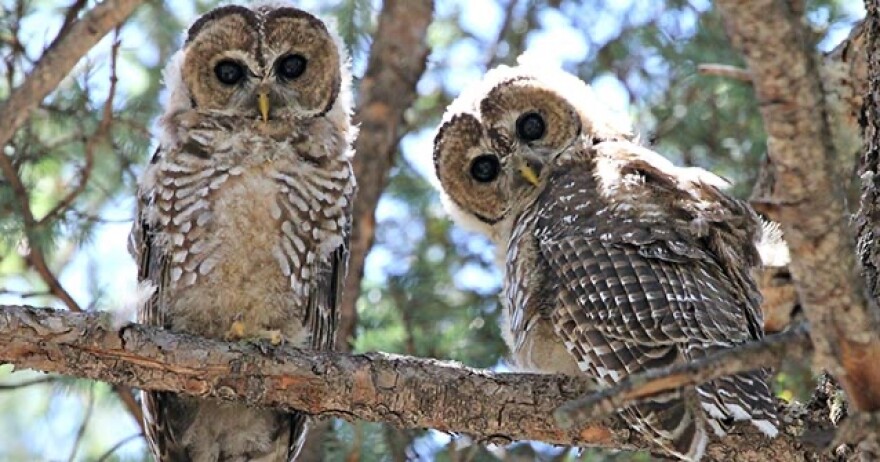 A 1995 U.S. Supreme Court ruling blocked development or logging on private land to protect endangered species.