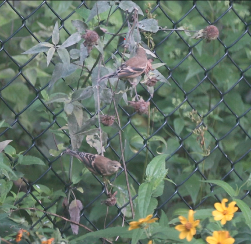 American goldfinches on bee balm.