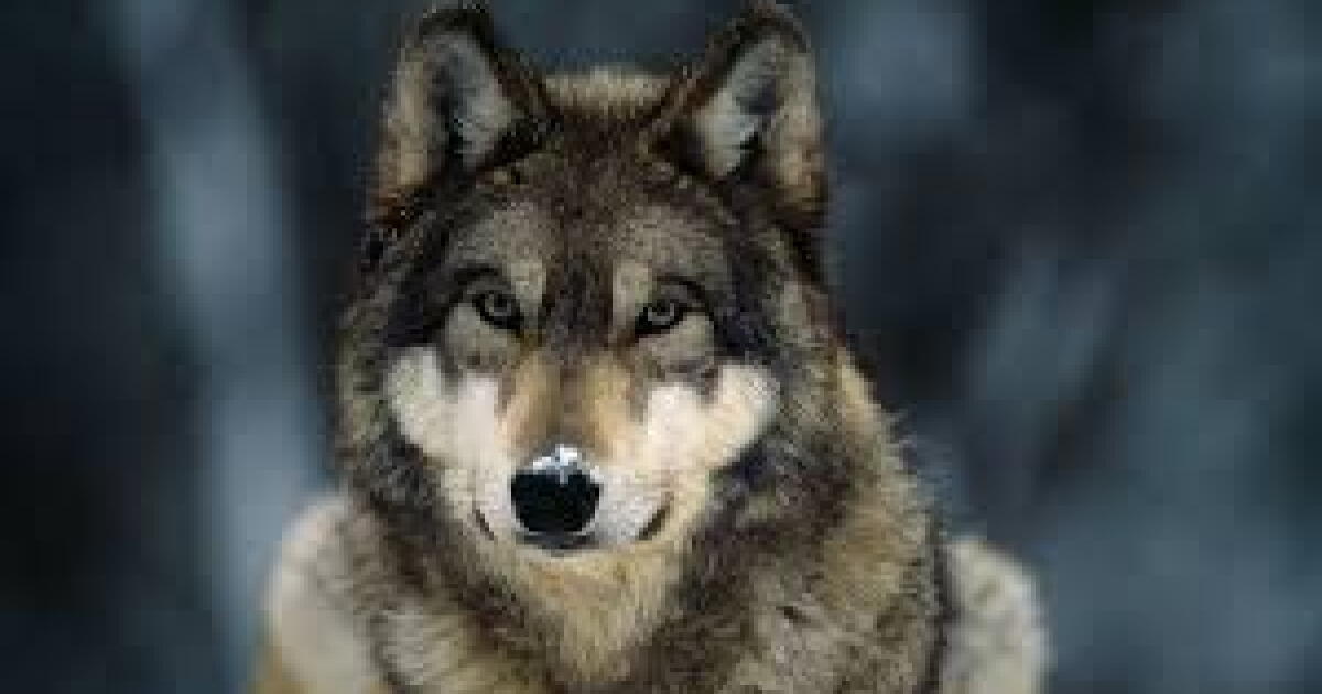 House Committee Debates Controversial Gray Wolf Protections