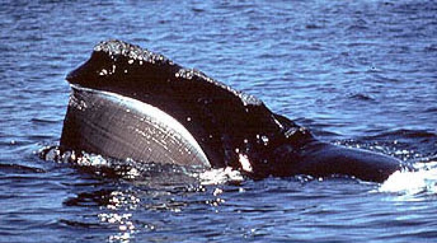 A right whale skim feeding at the surface.