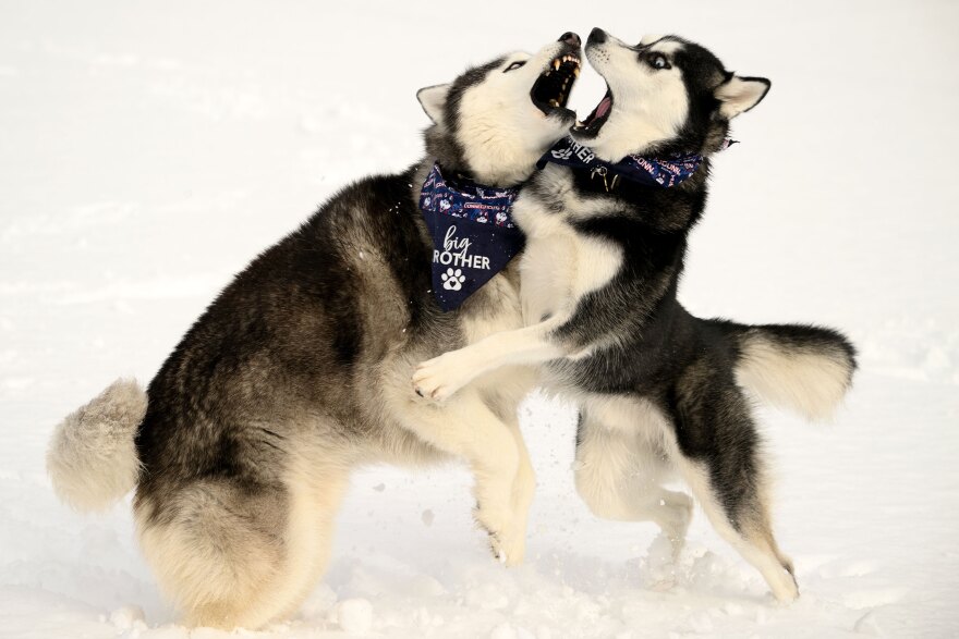 FILE: UConn mascots Johnathan the Husky XV and Johnathan the Husky XIV play in the first snow of 2024 on campus.
