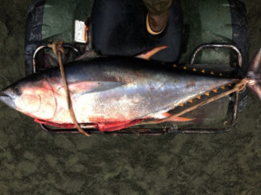 This yellowfin tuna was caught near the Tsiu River about 100 miles northwest of Yakutat in 2013. (Photo courtesy of Nicole Zeiser/Alaska Department of Fish and Game)