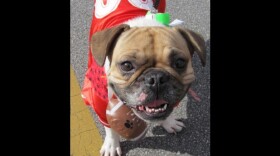 Dog in Costume (Credit: itsalldowntown.com)