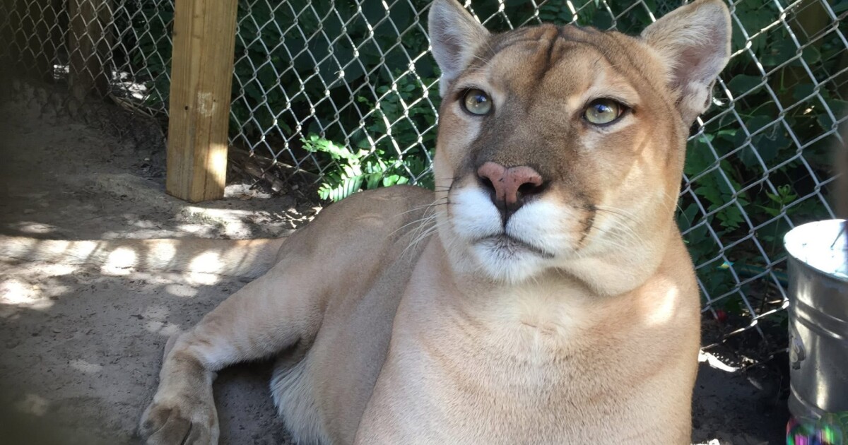 Shy Wolf's Cimarron the cougar dies