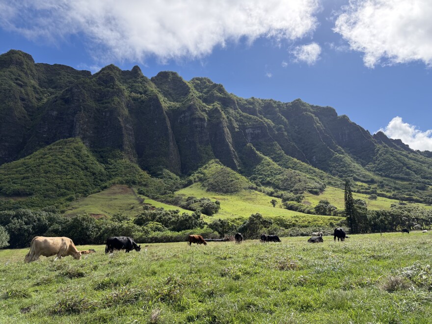 A herd of mother cows at Kualoa Ranch.