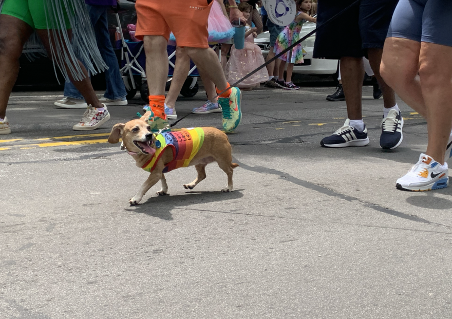 Dog in a rainbow shirt marches in Rochester's Pride Parade.