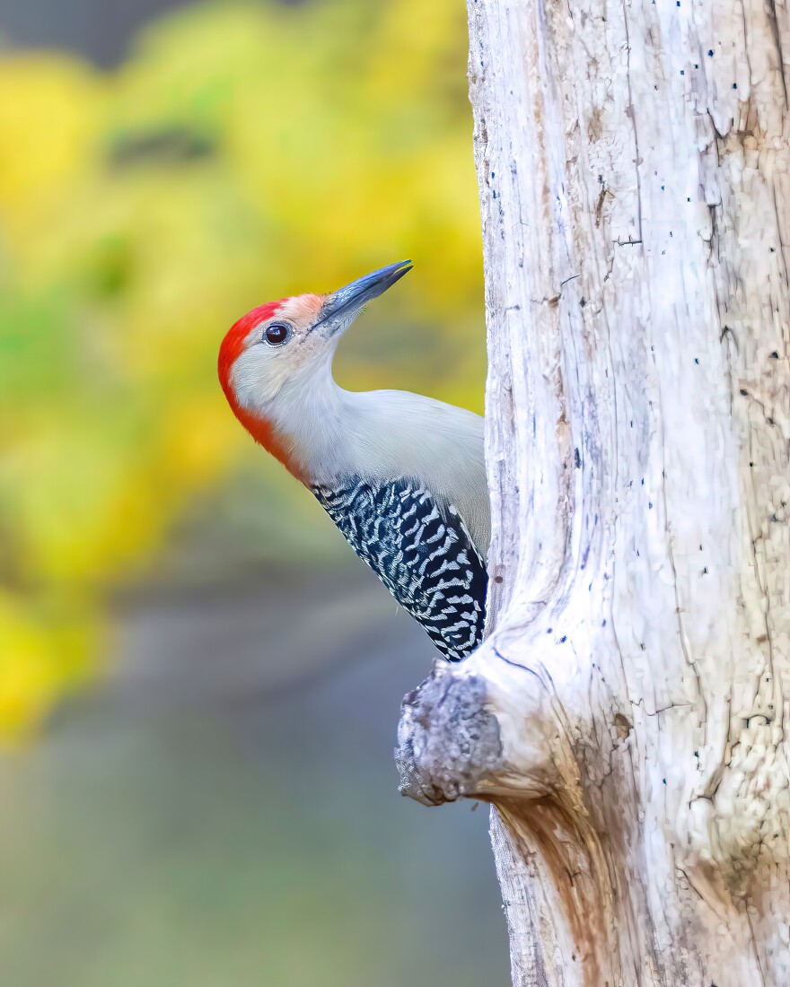 Red-bellied woodpecker