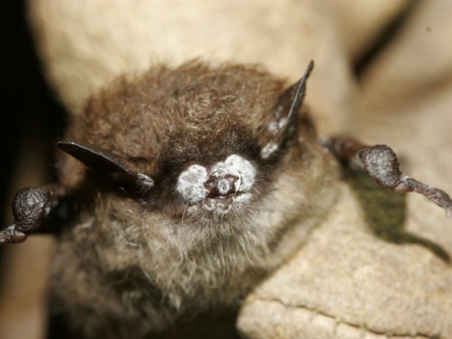 This October 2008 photo, provided by the New York Department of Environmental Conservation, shows a brown bat with white nose fungus in New York.