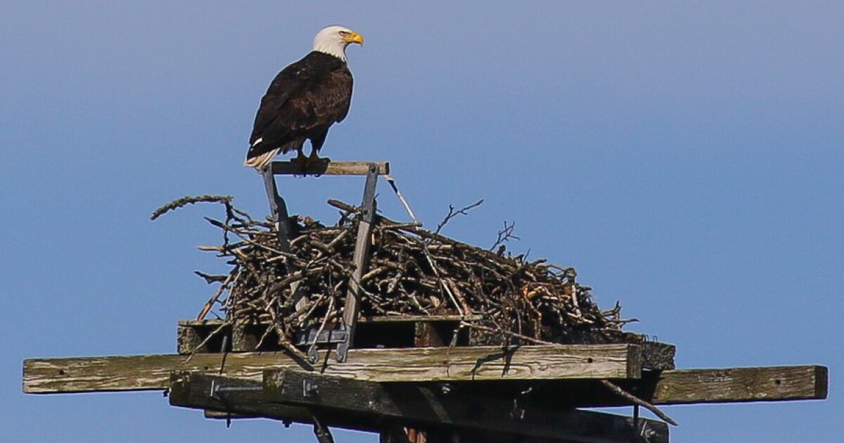 Eagle versus Osprey, a battle for prime real estate in Orleans | CAI
