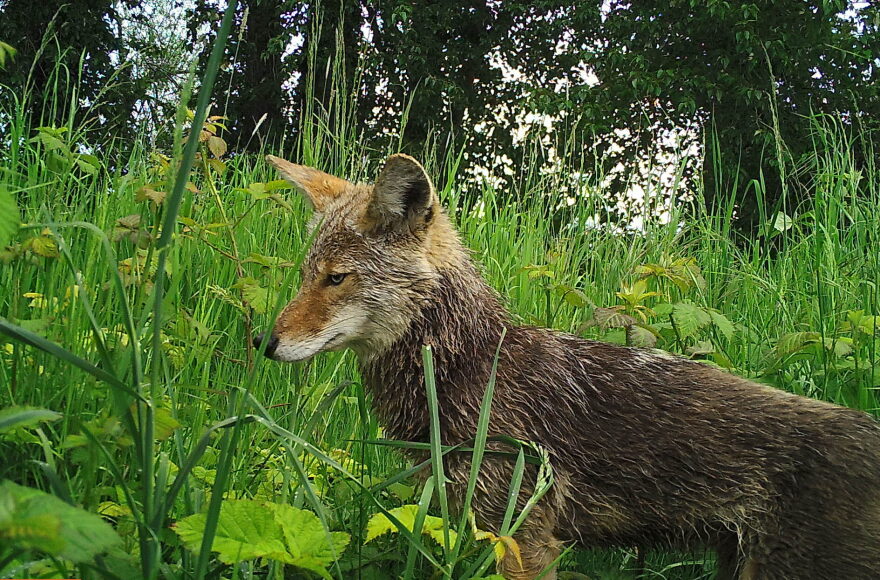 A coyote in foliage. 