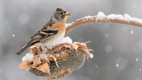 An orange, black and white brambling perches on a snow-covered sunflower seed head, holding a seed in its beak.