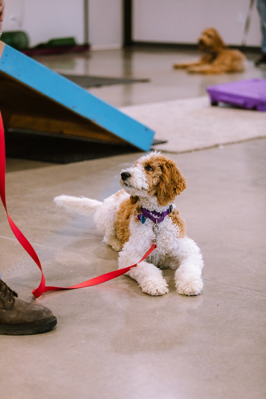 A puppy named Daisy at a training session. She is now a facility dog in Tecumseh, Michigan.