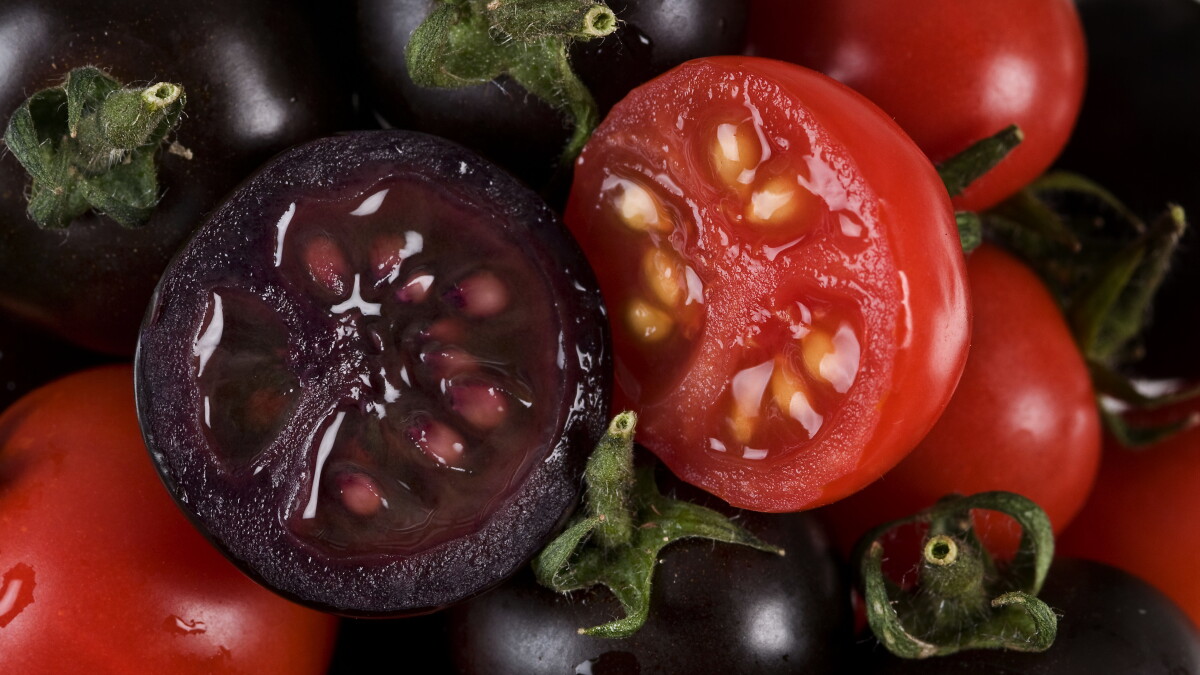 Connecticut Garden Journal: Twenty years in the making, a new GMO tomato is ready to grow - Vimarsana News