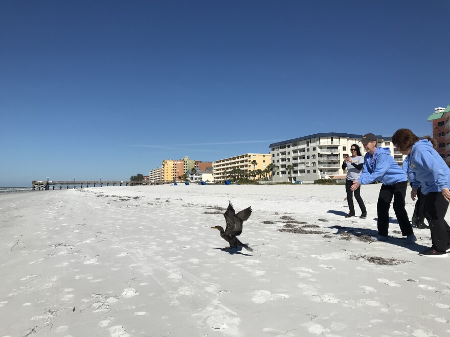 A duck being released back into the Gulf of Mexico at an Indian Shores beach.