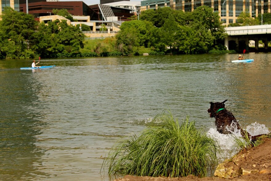 A dog jumps into Lady Bird Lake