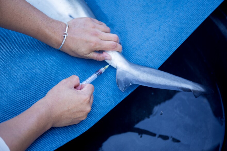 Andres takes a small blood sample from the bull shark.