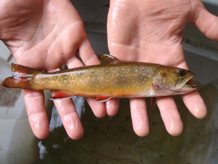 A trout fish