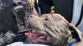Dogs and cats, unlike humans, can't shed heat by sweating, and their fur coats also put them at higher risk for heat-related illnesses.