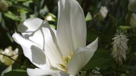 White tulips are in bloom in springtime in Gramercy Park, Monday, April 28, 2025, in New York. (AP Photo/Pamela Hassell)