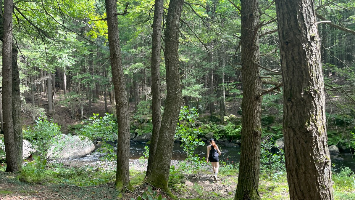 Las primaveras más largas y los días de verano significan más polen e irritantes en New Hampshire
