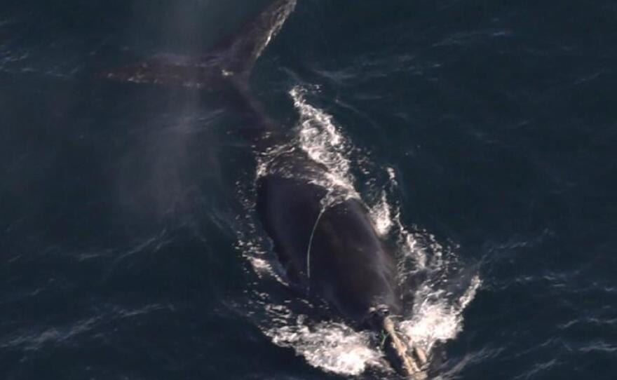 North Atlantic right whale #5110 documented with line wrapped around the head and the body on December 9, 2024.