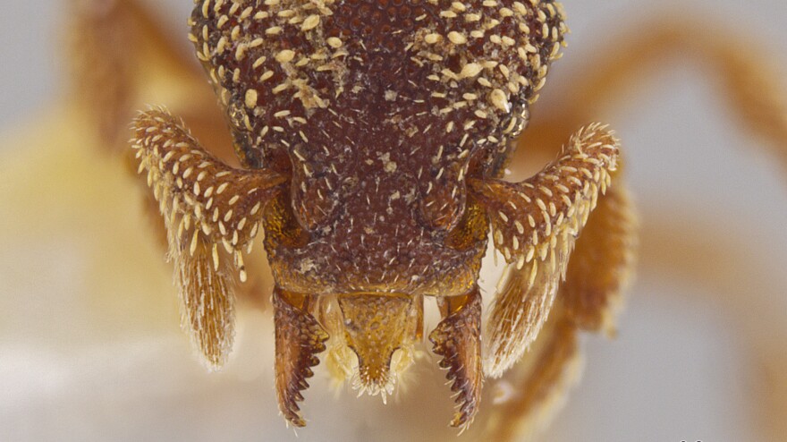 The face of ant species <em>Eurhopalothrix semicapillum</em>, named for the hairy patches on its face.