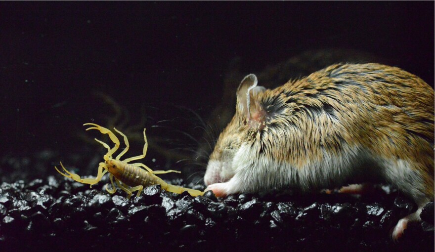 A grasshopper mouse dispatches an Arizona bark scorpion, the venom of which can be deadly to humans.