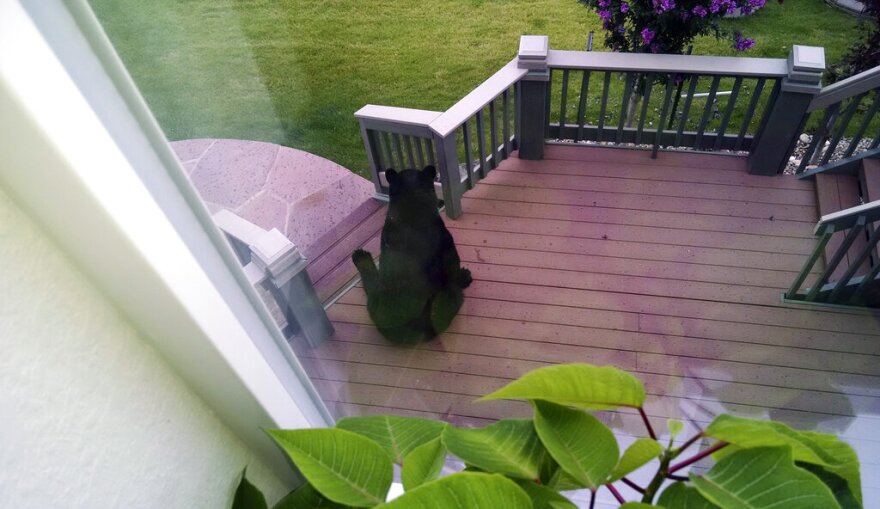 A black bear sits on a red deck behind a home.