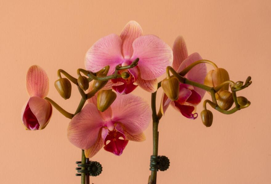 Orchids are the largest family of flowering plants with more than 25,000 species.