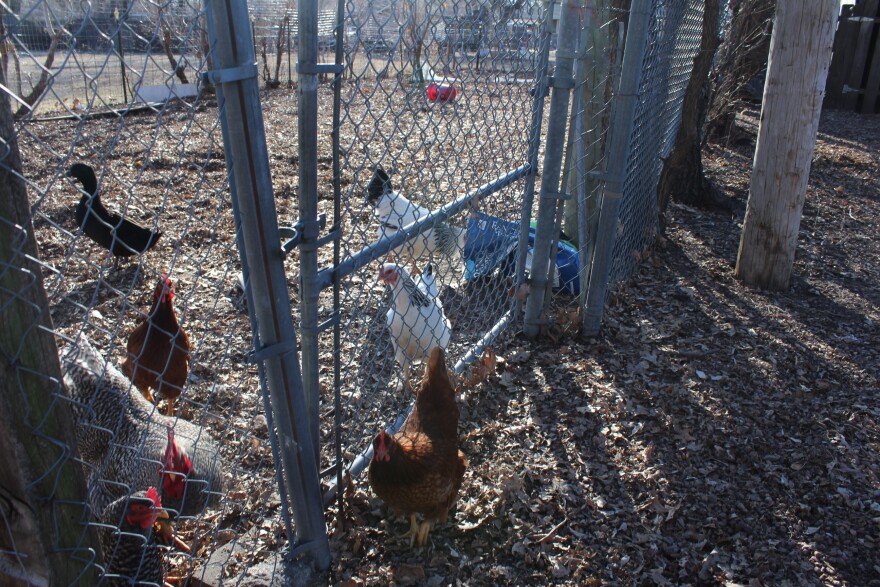 chickens at the smiths.jpg