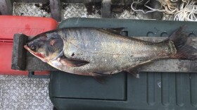 This June 22, 2017, file photo provided by the Illinois Department of Natural Resources shows a silver carp that was caught in the Illinois Waterway below T.J. O'Brien Lock and Dam, approximately nine miles away from Lake Michigan. A two-week search turned up no additional Asian carp in a Chicago waterway where the invasive fish recently was found beyond the electric barrier network designed to prevent them from reaching the Great Lakes, officials said Monday July, 10, 2017. (Illinois Department of Natural Resources via AP, File)