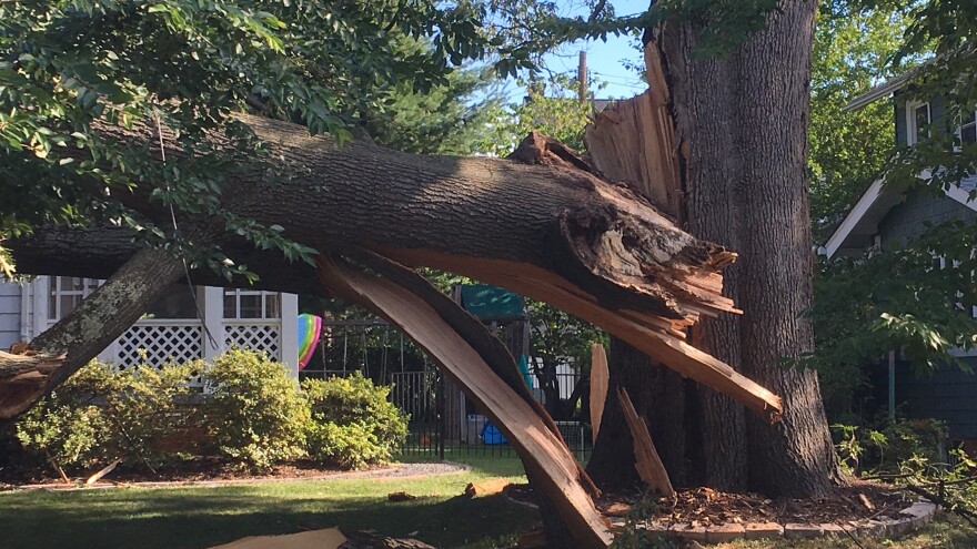 A red oak in Washington, D.C., recently developed a fatal crack in its trunk. Part of the tree fell before crews could dismantle it.