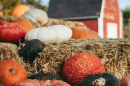 orange, white and black pumpkins and gourds on hay bales in front of a farmhouse