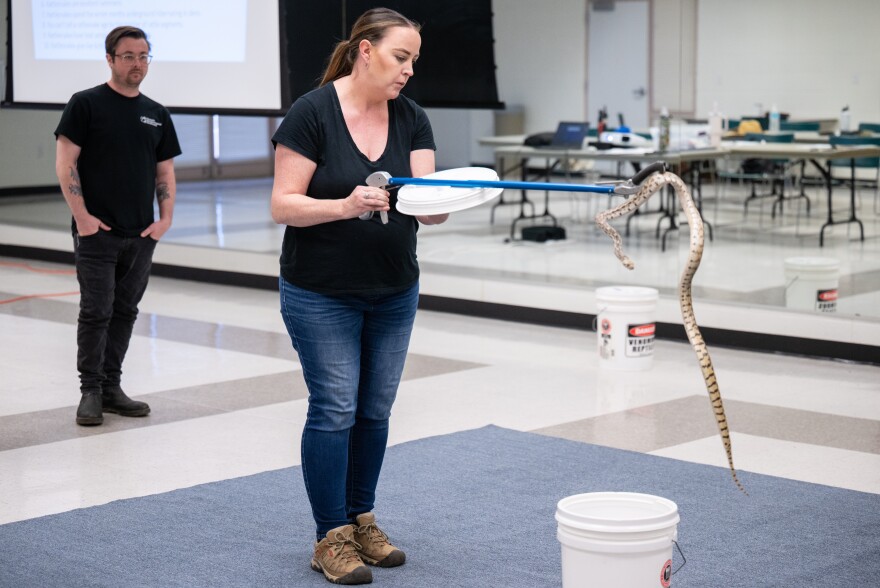 Phoenix Herpetological Society rattlesnake class attendee Kirsten Reyes of Tucson holds a gopher snake. Reyes came to learn how to relocate snakes she might find at her home.