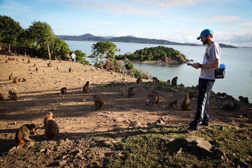 Sean Coyne, a graduate student at the University of Chicago, is on the island studying how the monkeys' shifting hormone levels affect their sexual development.