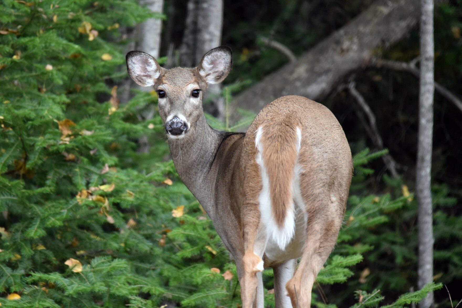 Deer and other animals can get COVID19. Here's what that means for