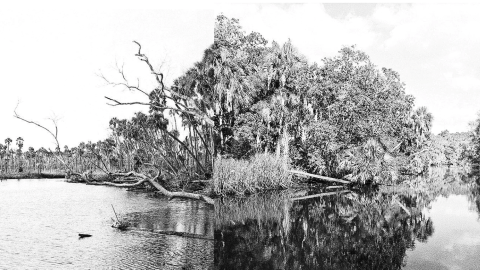 Two photographs of a river taken decades apart show fewer trees today