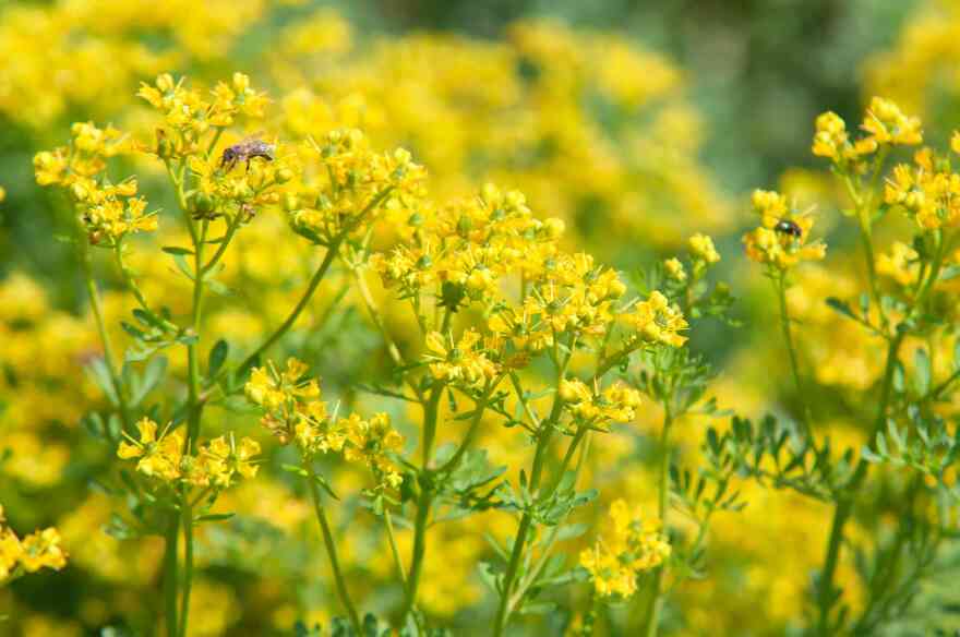 Yellow rue flowers