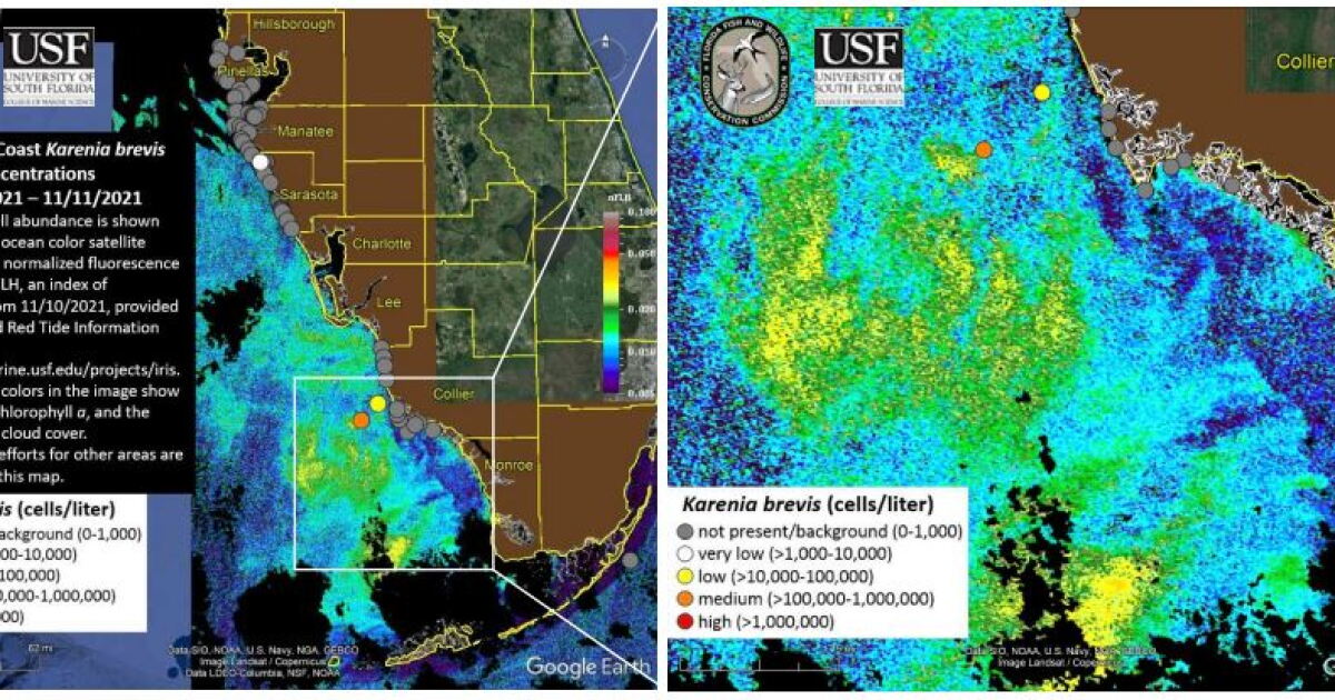 Red tide virtually disappears from Tampa Bay area | WUSF