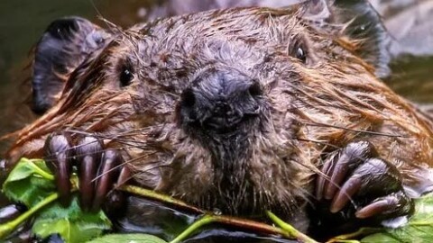 North American beaver